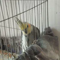 عروس هلندی نر|پرنده|نورآباد, |دیوار