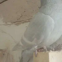 کبوتر باب عشق بازها