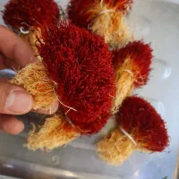 زرشک و زعفران شهرمون قائنات