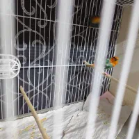 جوجه پارسون|پرنده|ری, دولت‌آباد|دیوار