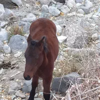 کره اسب|اسب و تجهیزات اسب‌سواری|طالقان, |دیوار