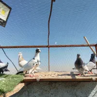 ده تا بزرگه وهشت تا جوجه در مشهد