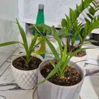 چندتا گل طبیعی|گل و گیاه طبیعی|اراک, |دیوار