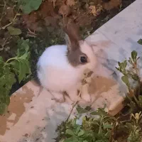 خرگوش