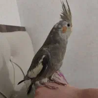 طوطی عروس|پرنده|الوند, |دیوار