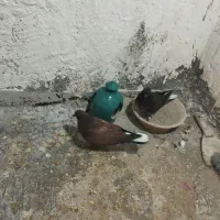 جوجه کنار خیس سوسکی خرمایی|پرنده|نسیمشهر, |دیوار