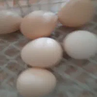 تخم مرغ گلین