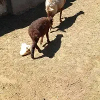 گوسفند و بره