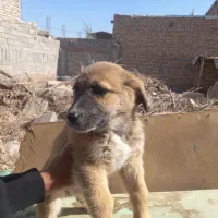 پنج عدد اشپیتز نر و ماده|سگ|کرمان, |دیوار