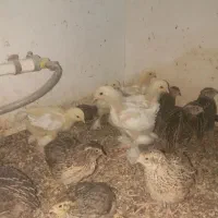 خروس و جوجه برهما|حیوانات مزرعه|خوی, |دیوار