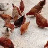جوجه محلی