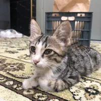 بچه گربه نر زیبا