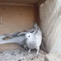 جوجه کفتر