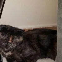 واگذاری میکس بیریتیش اسکاتیش