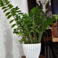 زامفولیا ۱ساله ریشه پر و سرحال و باکیفیت|گل و گیاه طبیعی|قائم‌شهر, |دیوار