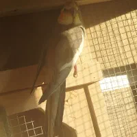 عروس هلندی|پرنده|اسکو, |دیوار