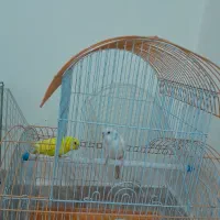 مرغ عشق با قفس