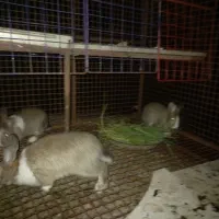 خرگوش|موش و خرگوش|رستم‌آباد, |دیوار