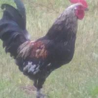 خروس محلی اصیل