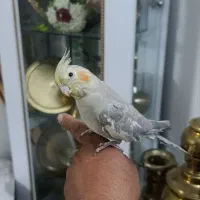 عروس دستی سخنگو