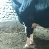 گوساله گوشتی.در روستای والایش
