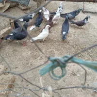 کفتر