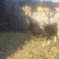 بز، نر و ماده