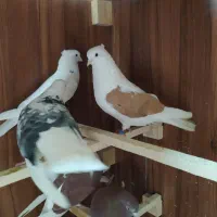 کبوتر ساعتی