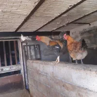 خروس|حیوانات مزرعه|جوانرود, |دیوار