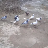 کبوتر|پرنده|جوانرود, |دیوار