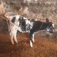 گاو با گوساله