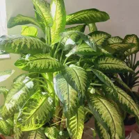 گل دیفن|گل و گیاه طبیعی|کوزران, |دیوار