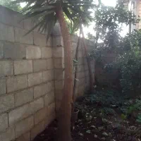 درخت‌یوگا