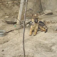 سگ نگهبان