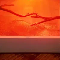 باکس پرستار جوجه سرلاکی طوطی