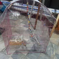 قفس عروس هلندی