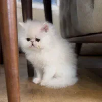 گربه اصیل و بغلی خونگی|گربه|کرمانشاه, |دیوار