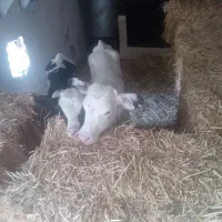 ۲گوساله‌نردرشت‌قلمدار‌سی‌روزه