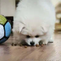 سگ پامر(توله)|سگ|همدان, |دیوار