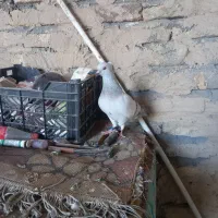 کفترشامی کاکلی