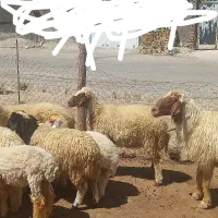 بره و قوچ|حیوانات مزرعه|دره شهر, |دیوار