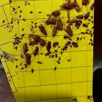 سمپاشی سوسک آلمانی، سم پاشی سوسک فاضلابی