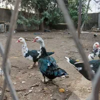 اردک اسرائیلی نر امساله