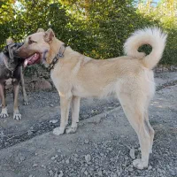 توله سرابی خالص