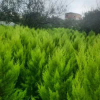 کاج لاوسون طلایی و یاس هلندی و شمشاد طلایی گلدونی