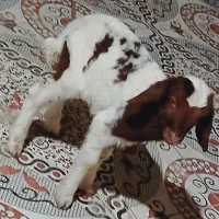 گوسفند یا بره