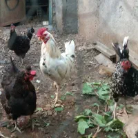 مرغ و خروس