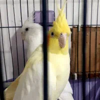 عروس هلندی جفت مولد