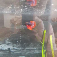 ماهی فایتر نر