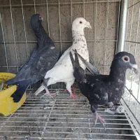 کبوتر سار|پرنده|شاندیز, |دیوار